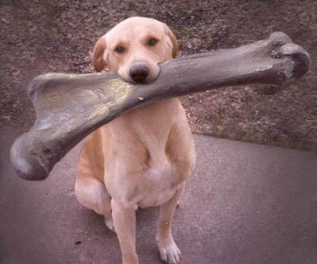 dog_gets_bone